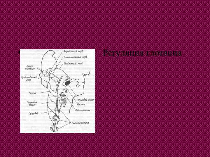  • Регуляция глотания 