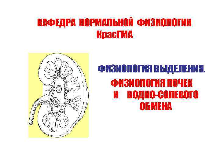 КАФЕДРА НОРМАЛЬНОЙ ФИЗИОЛОГИИ Крас. ГМА ФИЗИОЛОГИЯ ВЫДЕЛЕНИЯ. ФИЗИОЛОГИЯ ПОЧЕК И ВОДНО-СОЛЕВОГО ОБМЕНА 