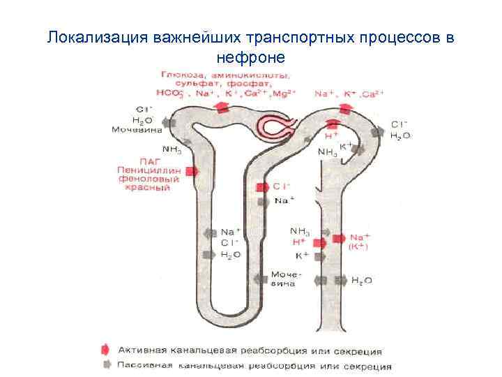 Локализация важнейших транспортных процессов в нефроне 