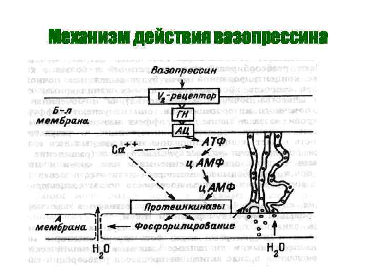 Механизм действия вазопрессина 