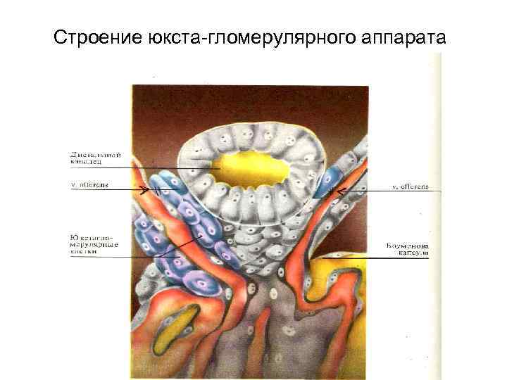 Строение юкста-гломерулярного аппарата 