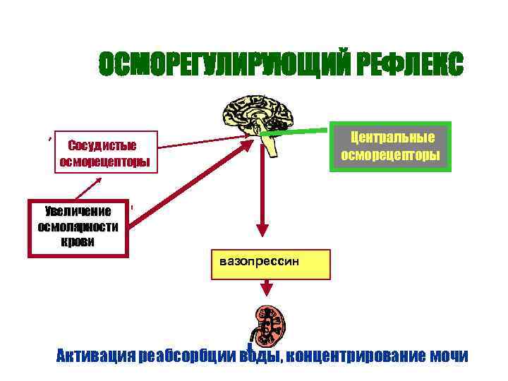ОСМОРЕГУЛИРУЮЩИЙ РЕФЛЕКС Центральные осморецепторы Сосудистые осморецепторы Увеличение осмолярности крови вазопрессин Активация реабсорбции воды, концентрирование