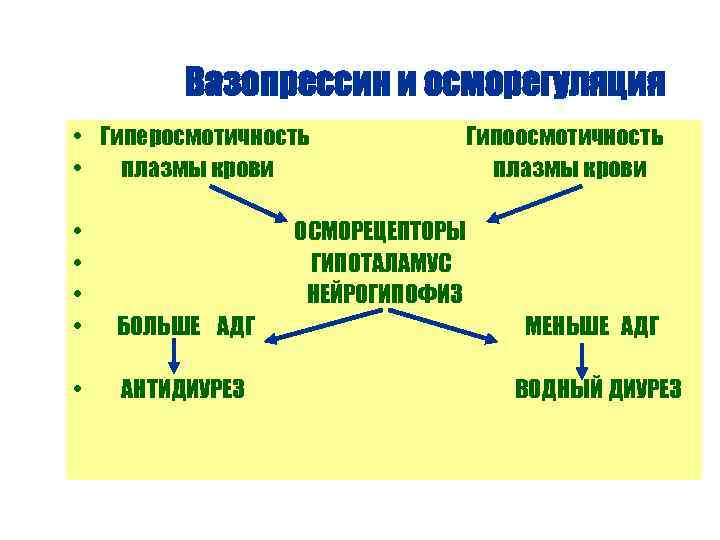 Вазопрессин и осморегуляция • Гиперосмотичность • плазмы крови Гипоосмотичность плазмы крови • • БОЛЬШЕ