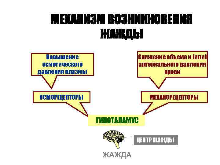 МЕХАНИЗМ ВОЗНИКНОВЕНИЯ ЖАЖДЫ Повышение осмотического давления плазмы Снижение объема и (или) артериального давления крови