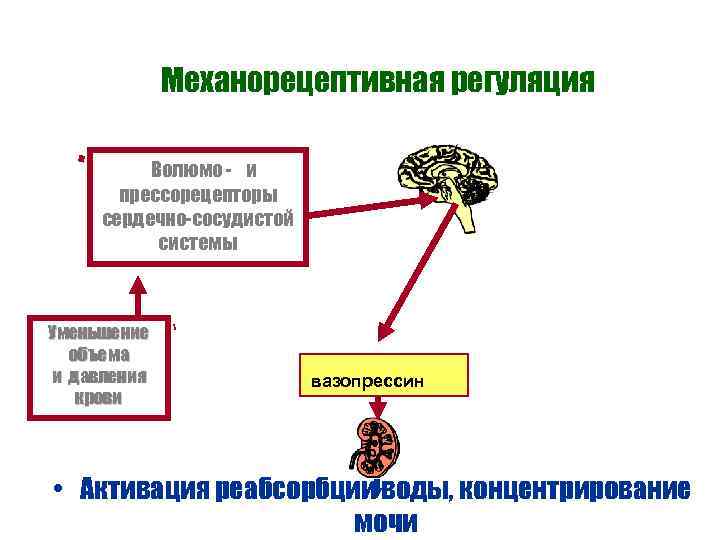 Механорецептивная регуляция Волюмо - и прессорецепторы сердечно-сосудистой системы Уменьшение объема и давления крови вазопрессин