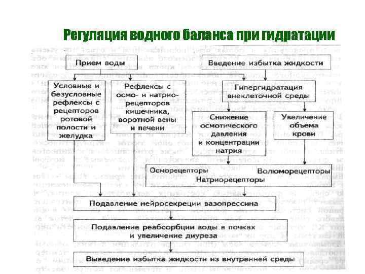 Регуляция водного баланса при гидратации 