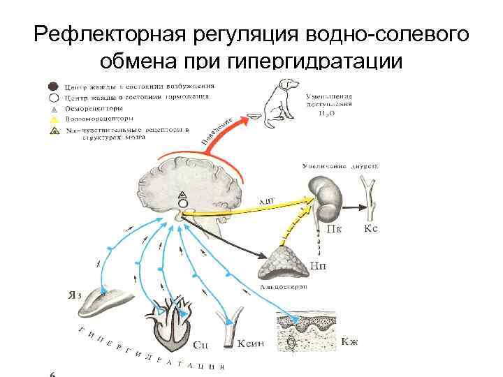 Рефлекторная регуляция водно-солевого обмена при гипергидратации 