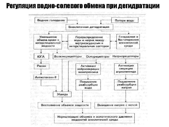 Регуляция водно-солевого обмена при дегидратации 