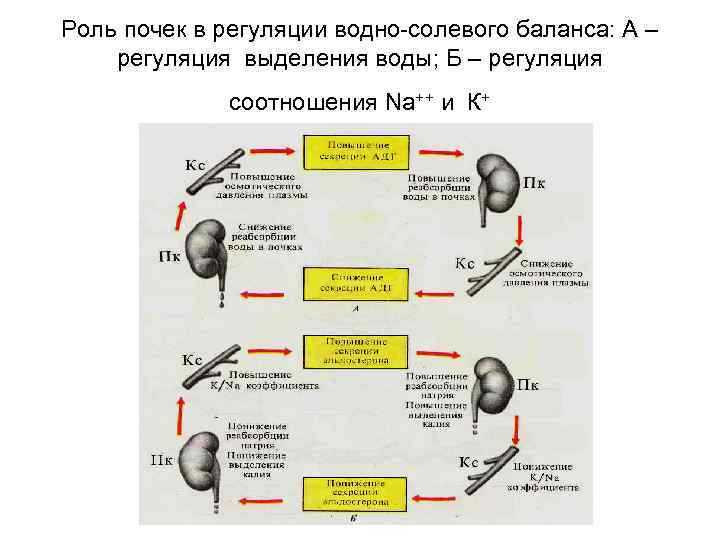 Роль почек в регуляции водно-солевого баланса: А – регуляция выделения воды; Б – регуляция