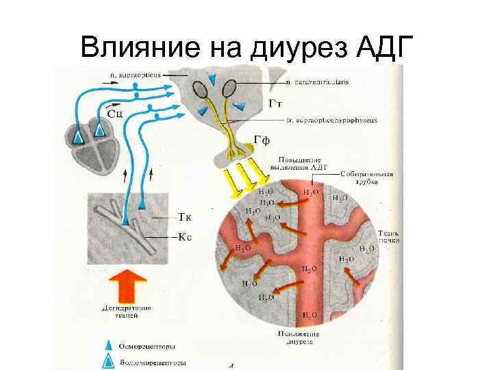 Влияние на диурез АДГ 