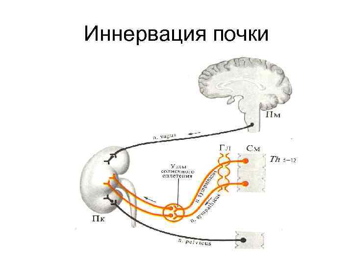 Иннервация почки 