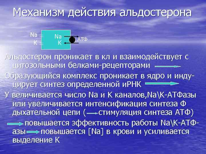 Механизм действия альдостерона Na K АТФ Альдостерон проникает в кл и взаимодействует с цитозольными