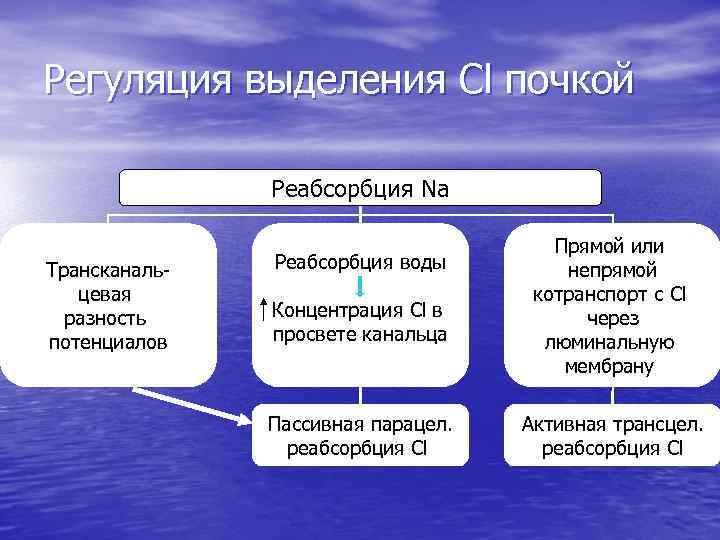 Регуляция выделения Cl почкой Реабсорбция Na Трансканальцевая разность потенциалов Реабсорбция воды Концентрация Cl в