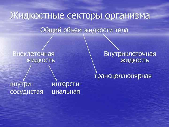 Жидкостные секторы организма Общий объем жидкости тела Внеклеточная жидкость внутрисосудистая интерстициальная Внутриклеточная жидкость трансцеллюлярная