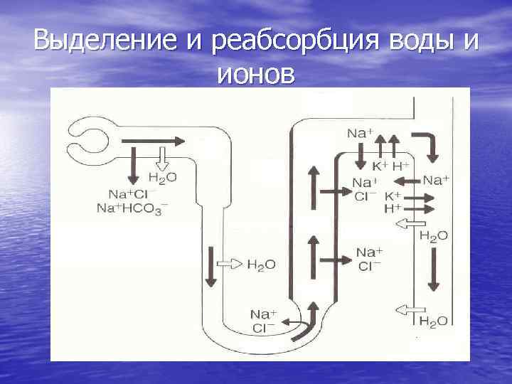 Выделение и реабсорбция воды и ионов К К 