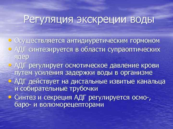 Регуляция экскреции воды • Осуществляется антидиуретическим гормоном • АДГ синтезируется в области супраоптических •