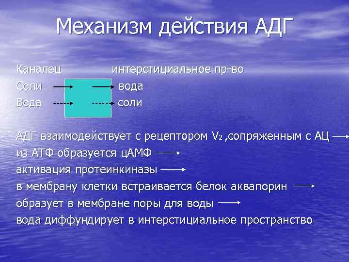 Механизм действия АДГ Каналец Соли Вода интерстициальное пр-во вода соли АДГ взаимодействует с рецептором