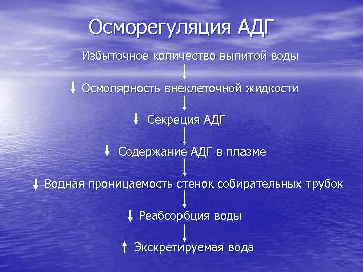 Осморегуляция АДГ Избыточное количество выпитой воды Осмолярность внеклеточной жидкости Секреция АДГ Содержание АДГ в