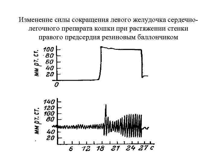 Изменение силы сокращения левого желудочка сердечнолегочного препарата кошки при растяжении стенки правого предсердия резиновым