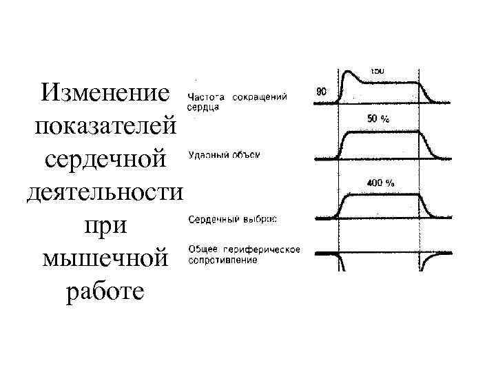 Изменение показателей сердечной деятельности при мышечной работе 