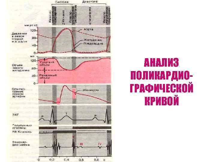 АНАЛИЗ ПОЛИКАРДИОГРАФИЧЕСКОЙ КРИВОЙ 