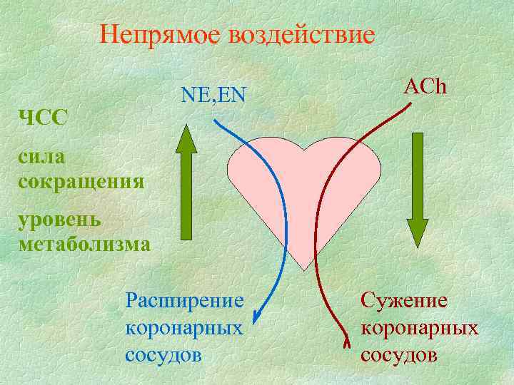 Непрямое воздействие NE, EN ЧСС ACh сила сокращения уровень метаболизма Расширение коронарных сосудов Сужение