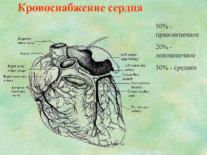 Кровоснабжение сердца 50% правовенечное 20% левовенечное 30% - среднее 