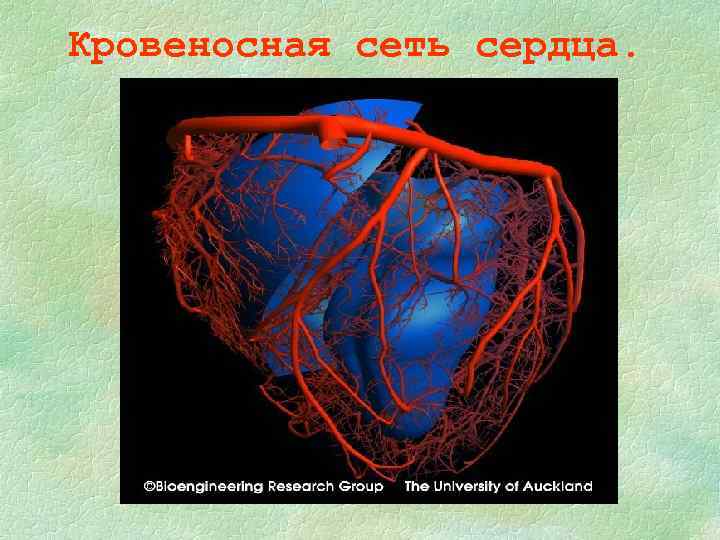 Кровеносная сеть сердца. 