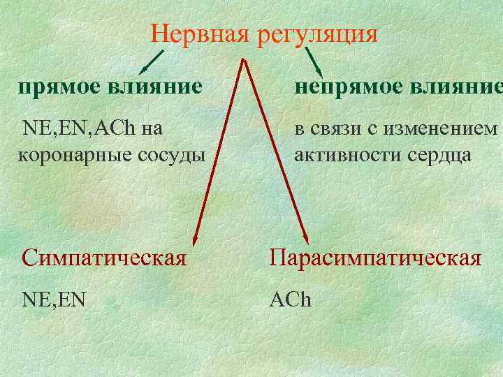 Нервная регуляция прямое влияние непрямое влияние NE, EN, AСh на коронарные сосуды в связи