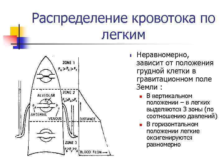 Распределение кровотока по легким n Неравномерно, зависит от положения грудной клетки в гравитационном поле