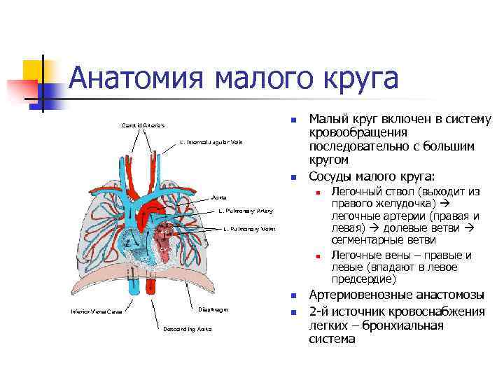Анатомия малого круга n n Малый круг включен в систему кровообращения последовательно с большим