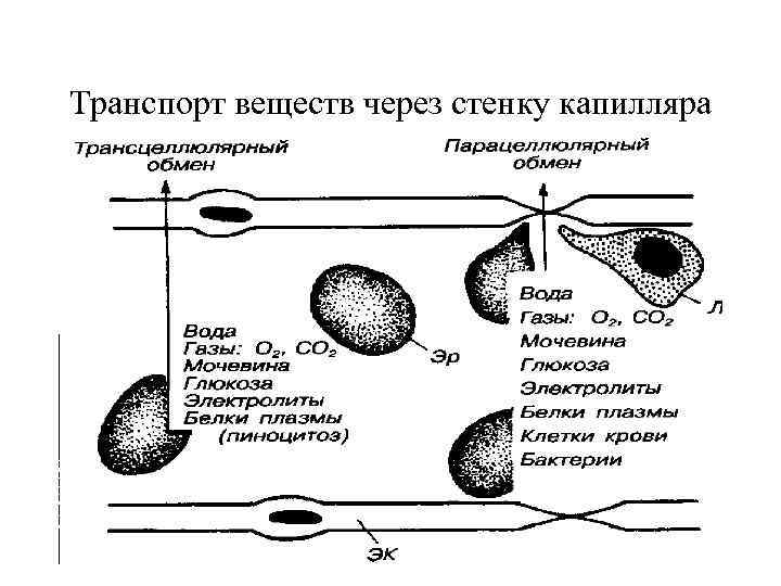 Транспорт веществ через стенку капилляра 