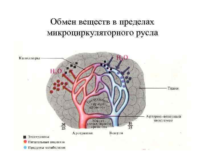 Обмен веществ в пределах микроциркуляторного русла 
