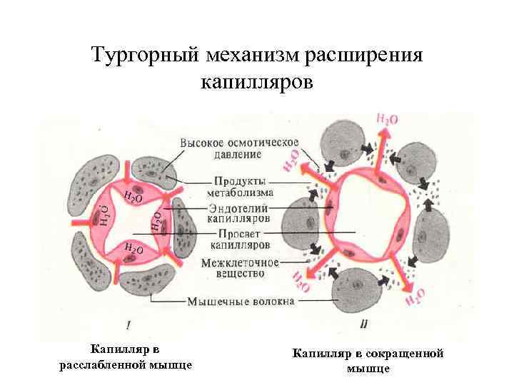Тургорный механизм расширения капилляров Капилляр в расслабленной мышце Капилляр в сокращенной мышце 