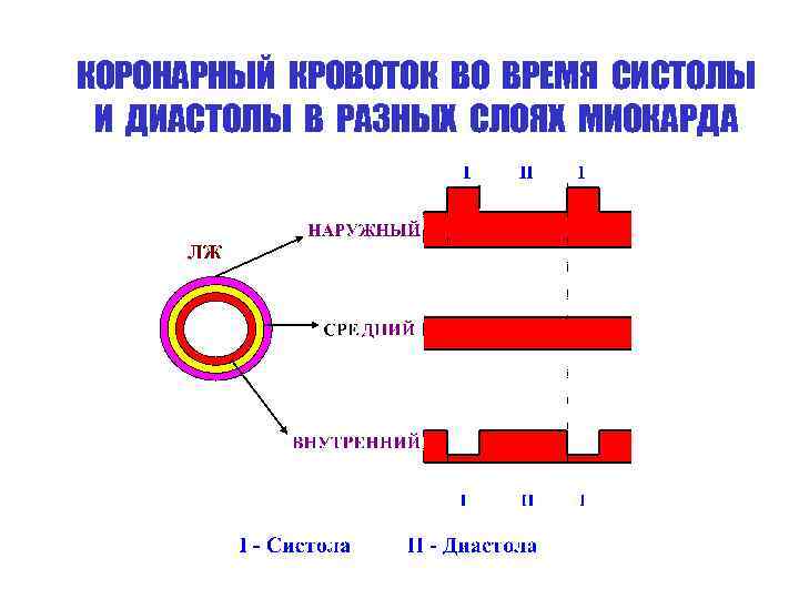 КОРОНАРНЫЙ КРОВОТОК ВО ВРЕМЯ СИСТОЛЫ И ДИАСТОЛЫ В РАЗНЫХ СЛОЯХ МИОКАРДА 