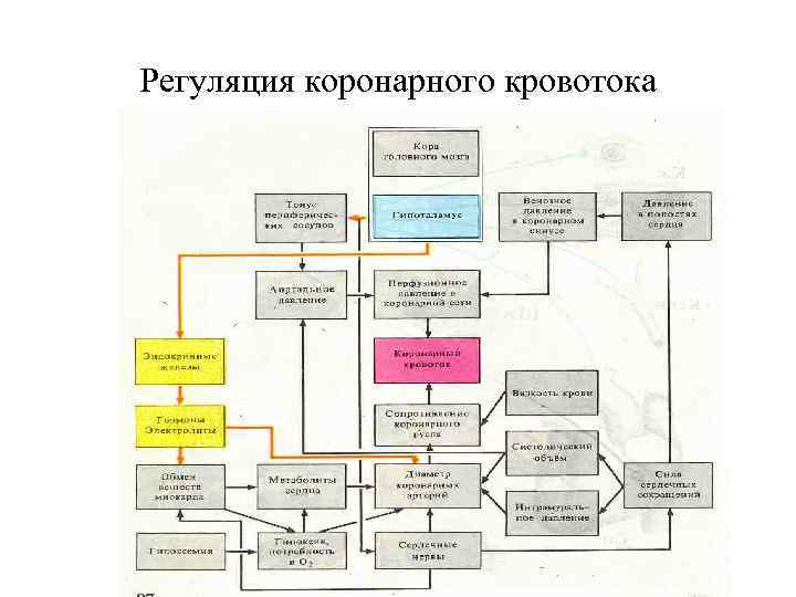 Регуляция коронарного кровотока 