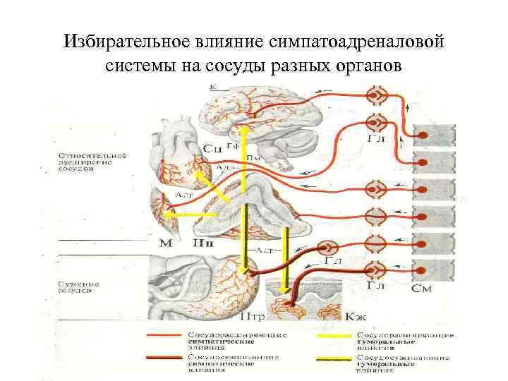 Избирательное влияние симпатоадреналовой системы на сосуды разных органов 