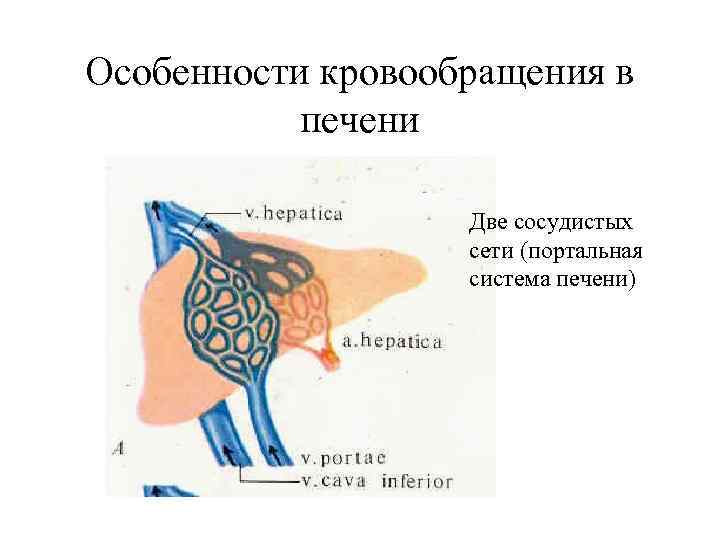 Особенности кровообращения в печени Две сосудистых сети (портальная система печени) 