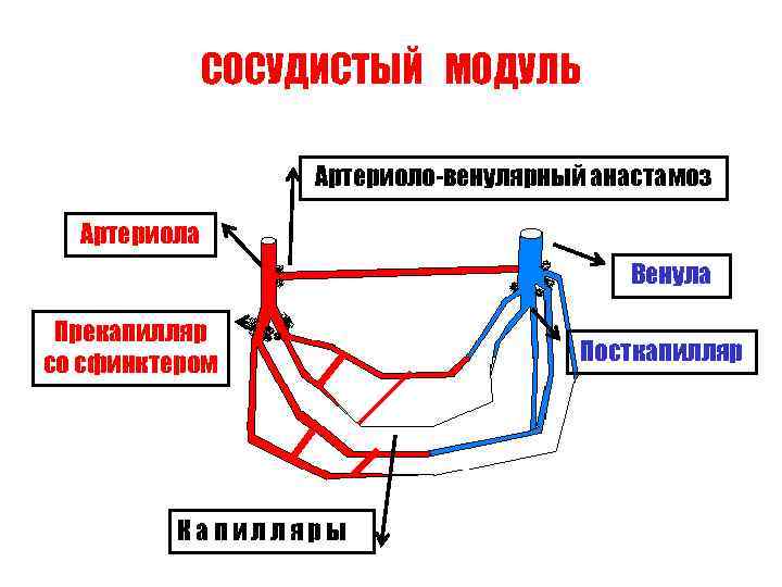 СОСУДИСТЫЙ МОДУЛЬ Артериоло-венулярный анастамоз Артериола Венула Прекапилляр со сфинктером Капилляры Посткапилляр 