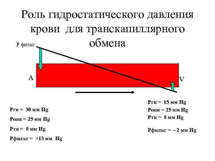 Роль гидростатического давления крови для транскапиллярного Р фильт обмена А V Pонк = 25