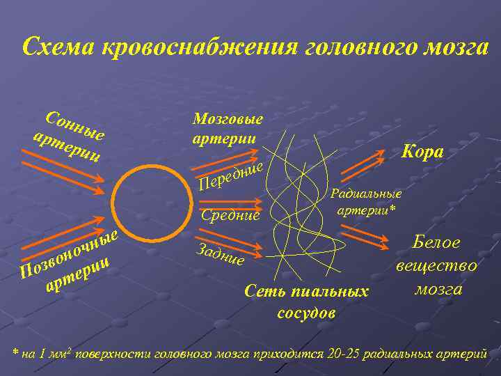 Схема кровоснабжения головного мозга Сон арт ные ери и Мозговые артерии дние ере П