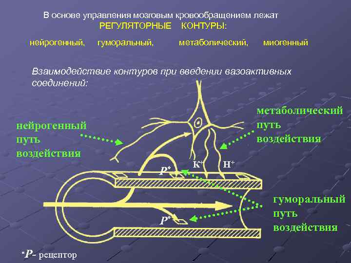 В основе управления мозговым кровообращением лежат РЕГУЛЯТОРНЫЕ КОНТУРЫ: нейрогенный, гуморальный, метаболический, миогенный Взаимодействие контуров