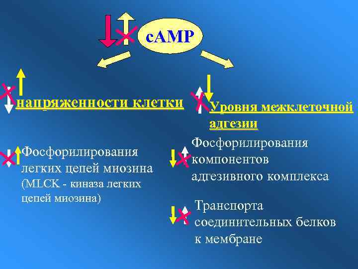 c. AMP напряженности клетки Фосфорилирования легких цепей миозина (MLCK - киназа легких цепей миозина)
