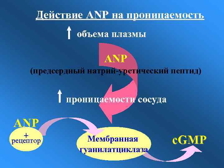 Действие ANP на проницаемость объема плазмы ANP (предсердный натрий-уретический пептид) проницаемости сосуда ANP +
