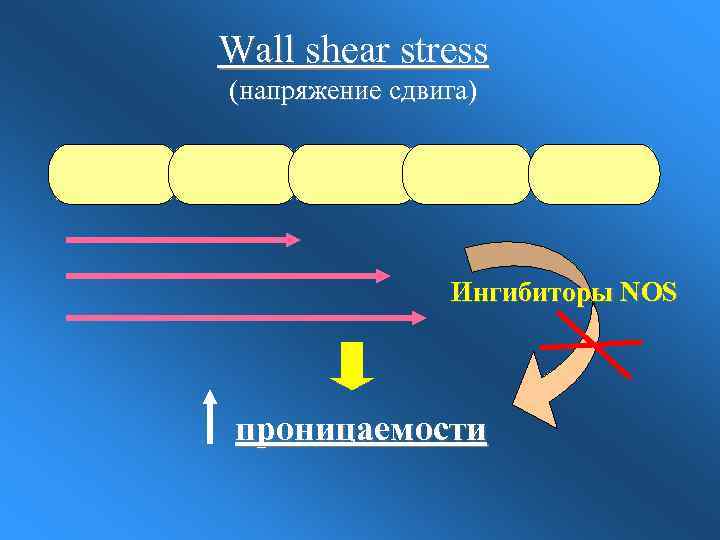 Wall shear stress (напряжение сдвига) Ингибиторы NOS проницаемости 