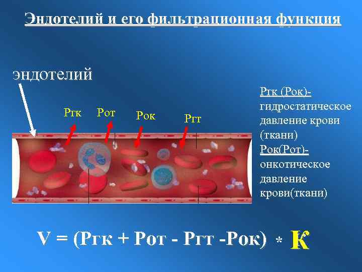 Эндотелий и его фильтрационная функция эндотелий Ргк Рот Рок Ргт Ргк (Рок)гидростатическое давление крови