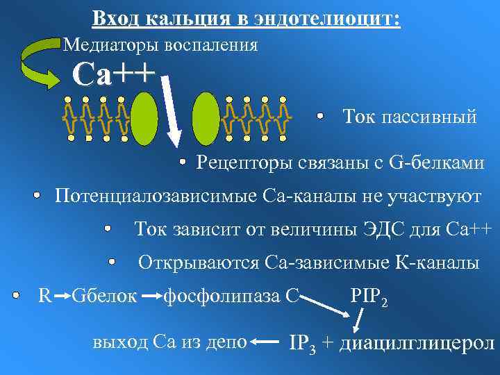 Вход кальция в эндотелиоцит: Медиаторы воспаления Са++ Ток пассивный Рецепторы связаны с G-белками Потенциалозависимые