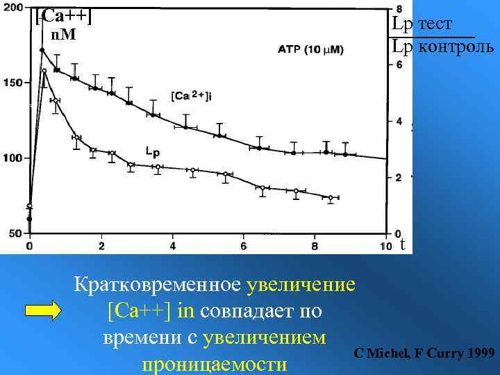 [Ca++] n. M Lp тест Lp контроль t Кратковременное увеличение [Ca++] in совпадает по