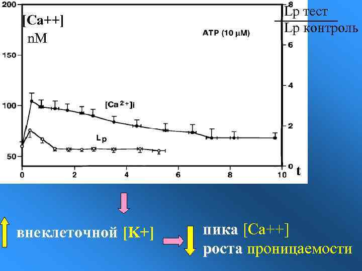 [Ca++] n. M Lp тест Lp контроль t внеклеточной [K+] пика [Ca++] роста проницаемости