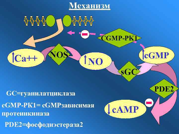 Механизм CGMP-PK 1 Са++ NOS NO c. GMP s. GC PDE 2 GC=гуанилатциклаза c.